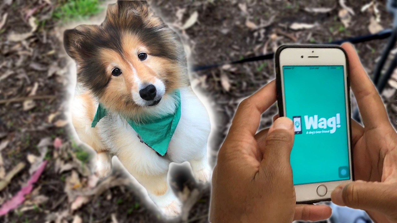 Can You Make Real Money On A Dog-Walking App?